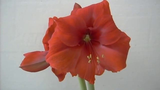 Amaryllis Bulb Hippeastrum Red Lion смотреть онлайн
