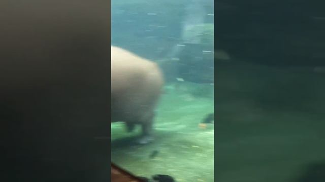 Hippopotami at the St. Louis Zoo смотреть онлайн