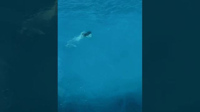 shark... смотреть онлайн