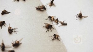 Как быстро избавиться от мошек мушек на кухне и в квартире?  Откуда берутся мошки в доме на кухне?