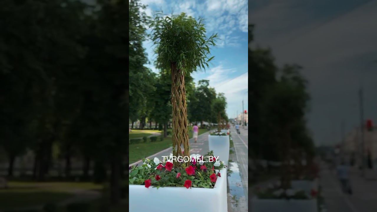 Пальмы установили в Гомеле смотреть онлайн