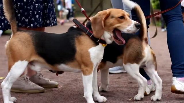 Первый Российский семейный DOG-пикник Санкт-Петербург 19.08.2017 смотреть онлайн