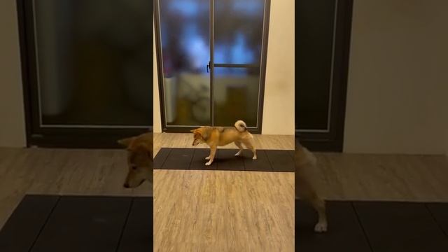 фитнес.mp4 смотреть онлайн