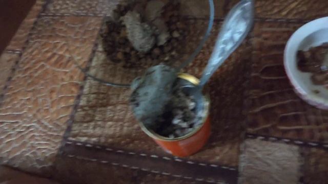 Что кушает Куколь? В видео всё покажу смотреть онлайн