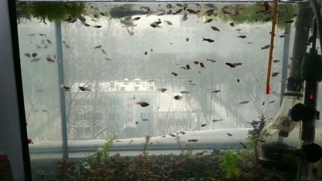 Попытка дафнии очистить зелёную воду в аквариуме. смотреть онлайн