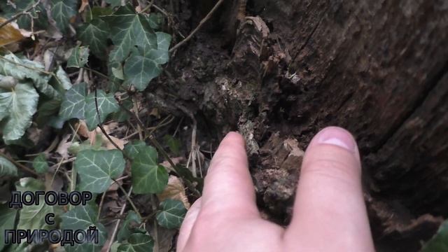 ОБНАРУЖИЛИ мою грибную ЗАКЛАДКУ.Fistulina hepatica.Грибной архив.Сезон 2019. смотреть онлайн