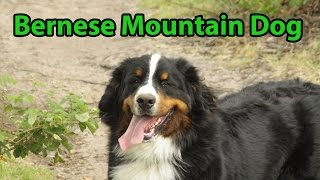 The Right Companion: Bernese Mountain Dog смотреть онлайн