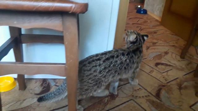 ЛЮТАЯ ДРУЖБА ДИКОГО КОТА И ДОМАШНИХ КОШЕК