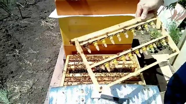 Вывод маток, первые маточники смотреть онлайн
