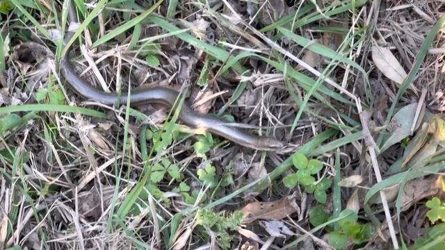 Ломкая веретеница, медяница, Slow worm (Anguis fragilis), Westliche Blindschleiche смотреть онлайн