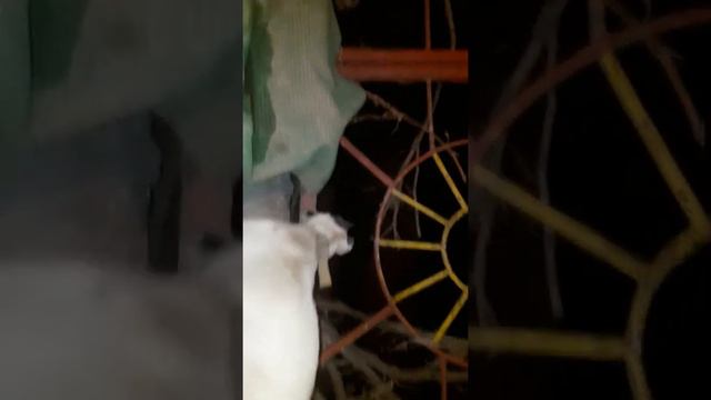 Пидбул смотреть онлайн