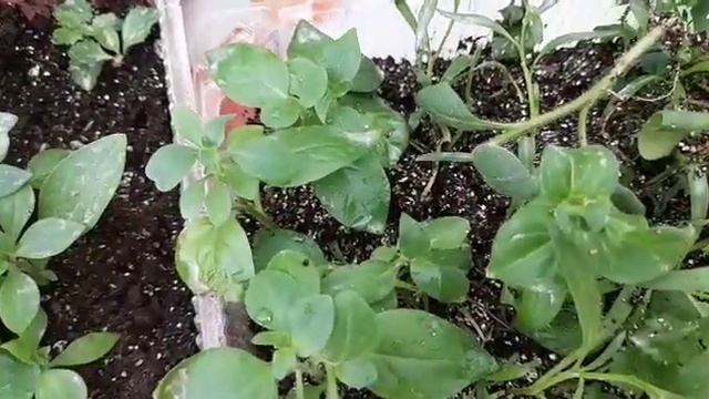 Результаты черенкования петунии и алиссума Сноу принцес. смотреть онлайн