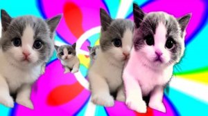 Мяу..Мяу...мяв Котики танцуют и поют ?