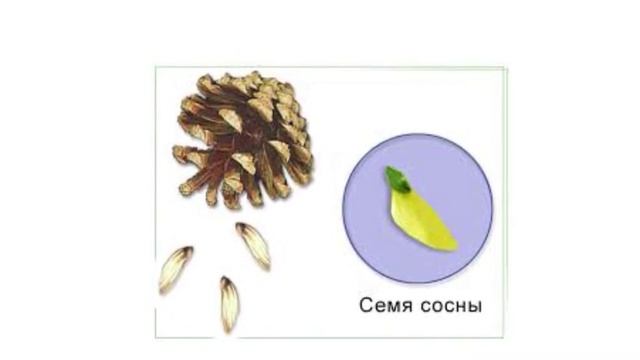 Видео-урок "Голосеменные растения" 6 класс биология смотреть онлайн