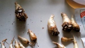 Готовимся к посадке туберозы