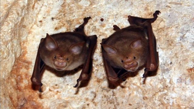 5 Myths About Bats Debunked! смотреть онлайн