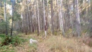 Охота на лося с лайкой. Два дня в лесу. Сентябрь🍂🍂🍂🍂