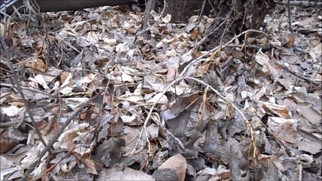 фиолетовая рядовка с фломмулиной