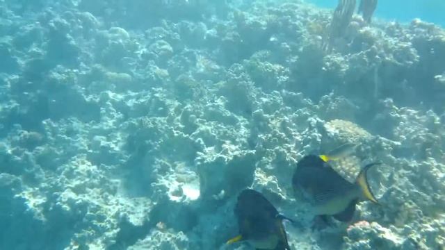 Рыба хирург Paracanthurus hepatus смотреть онлайн