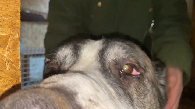 +79157787787.Кабачковая челюсть.Вид снизу.БУЛЬДОЗЕР,ТОПАЗ линии.Среднеазиатская овчарка/алабай.РКФ. смотреть онлайн