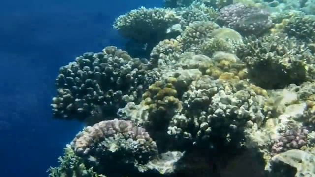 Риф в Шарме 1 смотреть онлайн