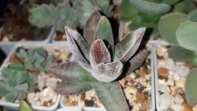 Обзор крассул. С рождеством!