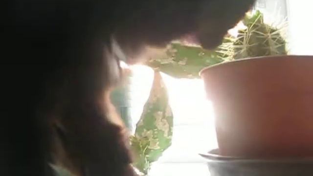 кошка ест кактус смотреть онлайн