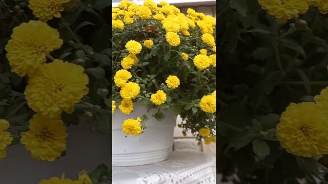 Желтая ампельная хризантема в кашпо #хризантемы #сад #черенкихризантемы смотреть онлайн