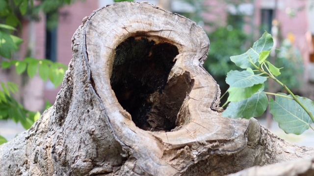 Best lens for canon canon M50 mark 2 & 200D mark ii | canon 24mm lens vs 15-45mm vs 55-250mm lens смотреть онлайн