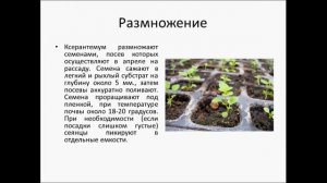 КСЕРАНТЕМУМ