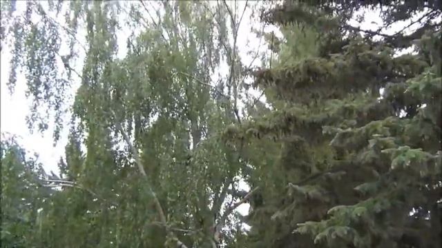 Канадские дрозды. American songbird. Blackbird. смотреть онлайн