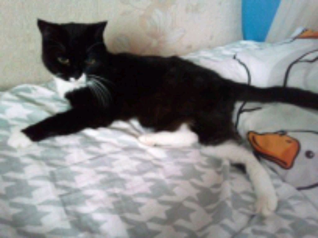 стрим у Sherihaslove