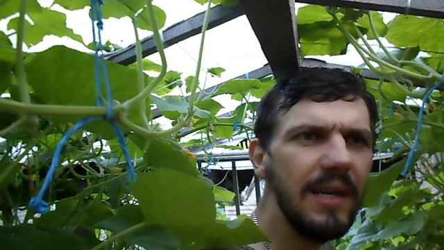 МАЛ ЗОЛОТНИК ДА ДОРОГ,ВЫСОКОУРОЖАЙНОЕ ВЫРАЩИВАНИЕ ОГУРЦОВ В ТЕПЛИЦЕ. смотреть онлайн