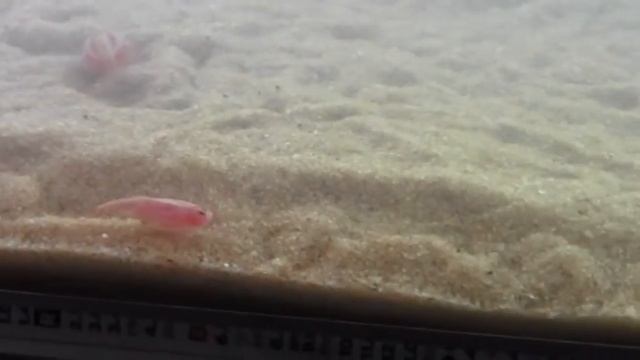 Triops cancriformis 67 days after hatching смотреть онлайн