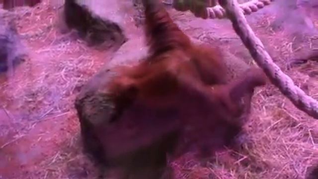 ЭКзоопарк смотреть онлайн