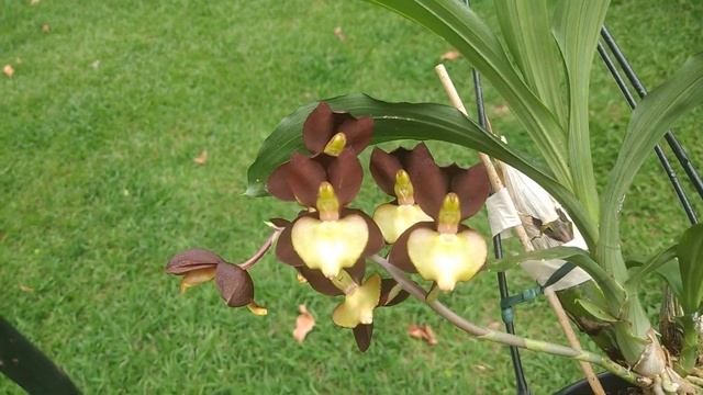 FLORAÇÃO CATASETUM  TENEBROSUM