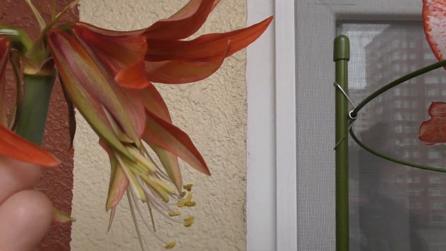 Hippeastrum Cybistrer Sumatra