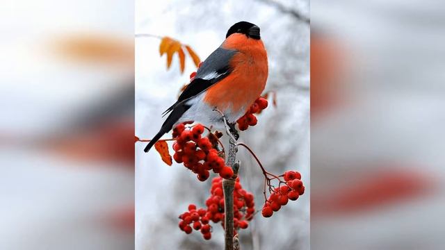 Как украсить сад зимой смотреть онлайн