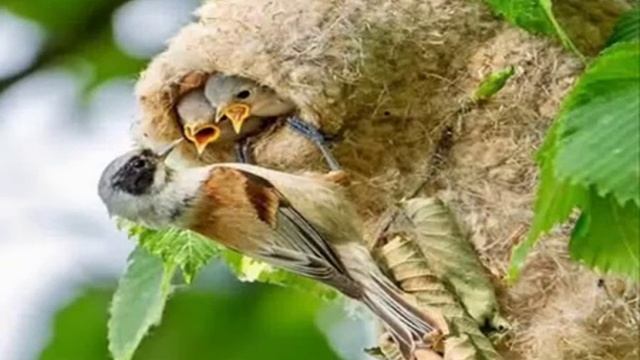 "Для детей увлекательный музей! Рассказ об удивительной птичке Ремез" смотреть онлайн