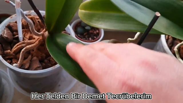 Orkide Yaprak Temizliği İçin Doğal Çözüm:Yaratıcı Karışım ve Aloe Vera ile Yeni Dal #orkide #viral смотреть онлайн