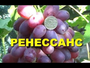 Виноград Ренессанс