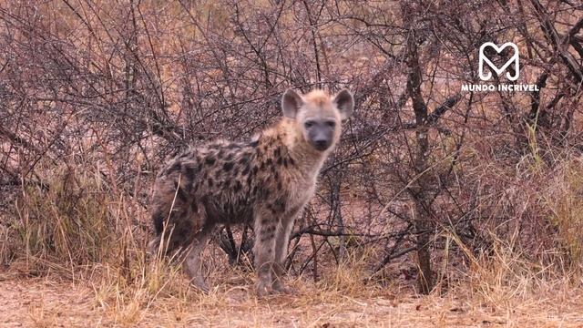 A HIENA DESAFIOU O LEOPARDO ERRADO смотреть онлайн