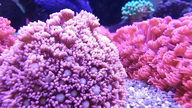 pink goniopora w.yellow centre смотреть онлайн