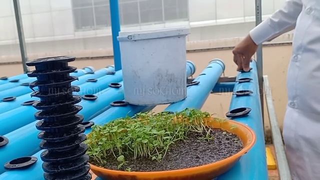 Growing Hydroponic Vegetables With New Technology | Chinese Kale | Taiwanese Pak Choi | Lettuce