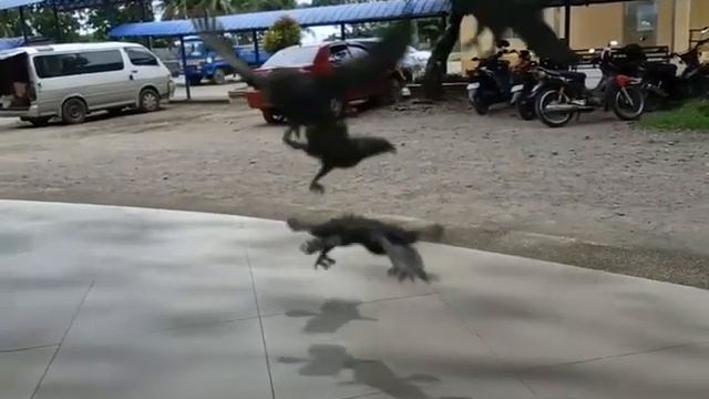 Fxguru movie Editor for mobile video bird frenzy смотреть онлайн