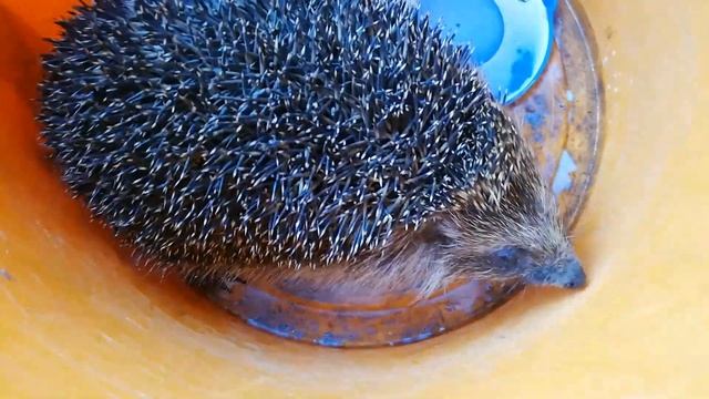 Колючий Житель Сарая Попался, Весенний Фыркающий Ёжик смотреть онлайн