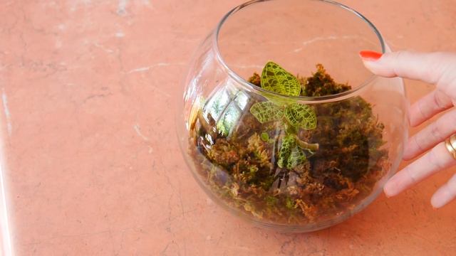 Орхидея: Macodes Petola. Макодес месяц спустя.