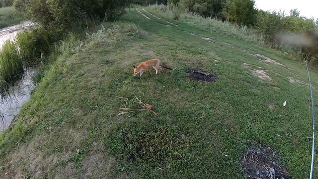 Напала Бешеная ЛИСА смотреть онлайн