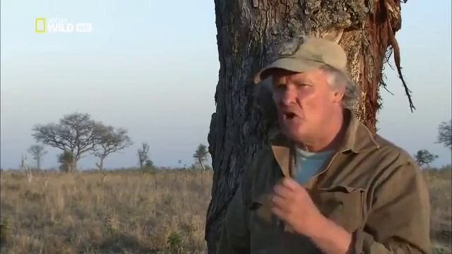 Необычное Поведение Животных — Дикость в чистом виде (Nat Geo Wild HD) борьба животных смотреть онлайн