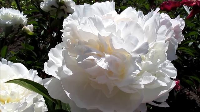 Миртл Джентри пион розовый смотреть онлайн